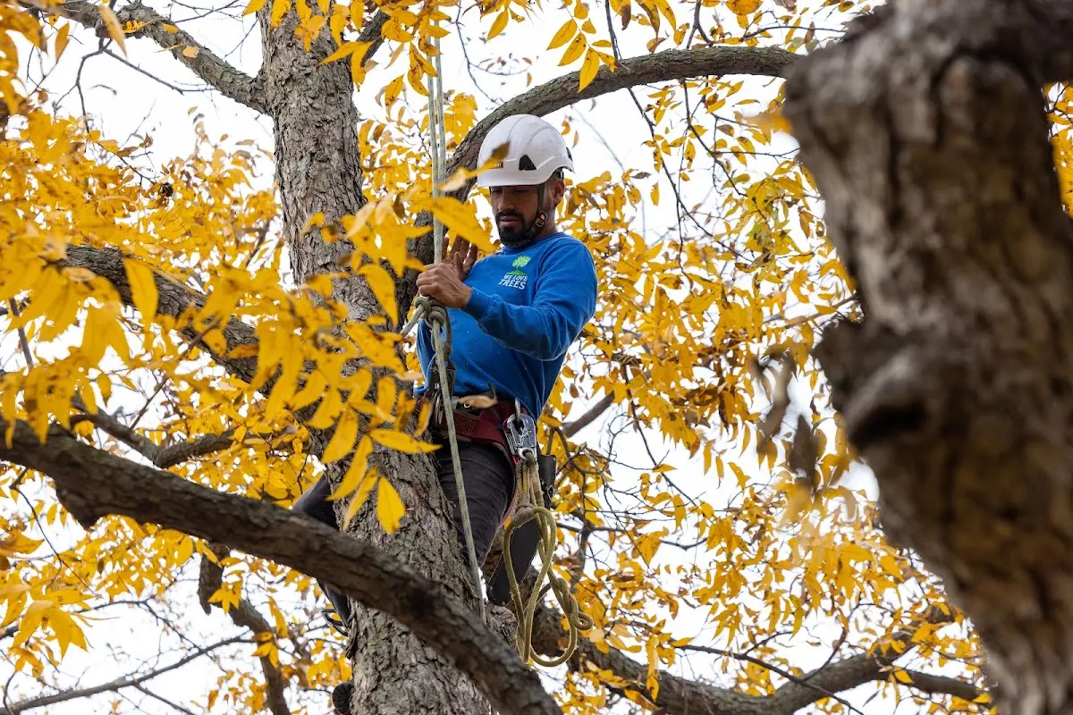 Skilled Tree Planing crew working in Ipswich